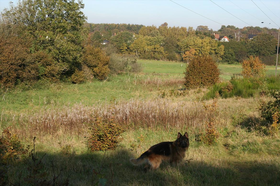 Schæferhund Perruchons Nemo - Fotograf: Marie Holm
Fotoshoot på heden. billede 5