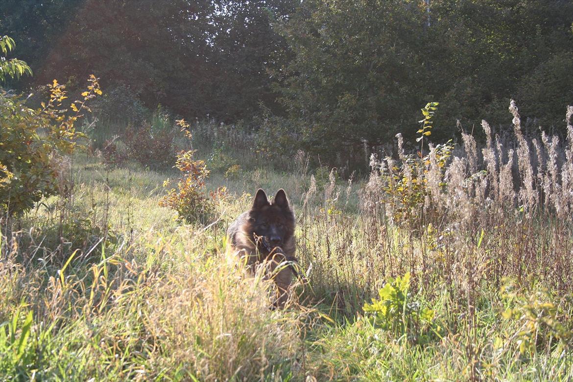 Schæferhund Perruchons Nemo - Fotograf: Marie Holm
Fotoshoot på heden 22-10-2011. billede 6