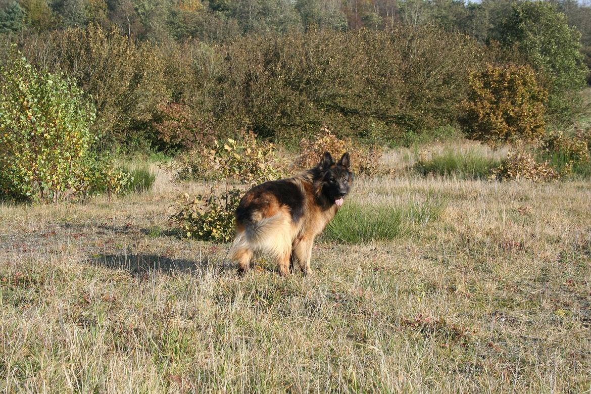 Schæferhund Perruchons Nemo - Fotograf: Benedicte Perruchon
Fotoshoot på heden 22-10-2011. billede 7