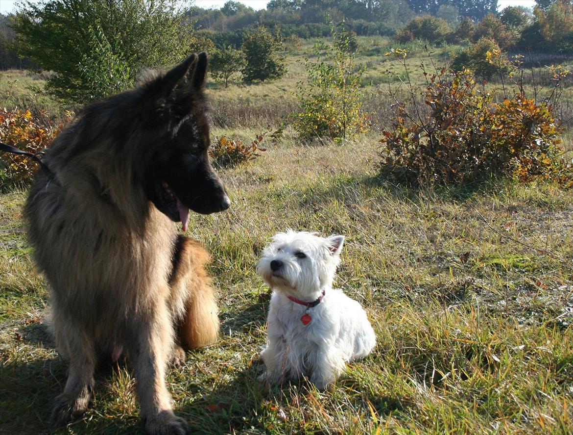 Schæferhund Perruchons Nemo - Fotograf: Marie Holm
Fotoshoot på heden 22-10-2011.
På billedet ses også Mille. billede 9