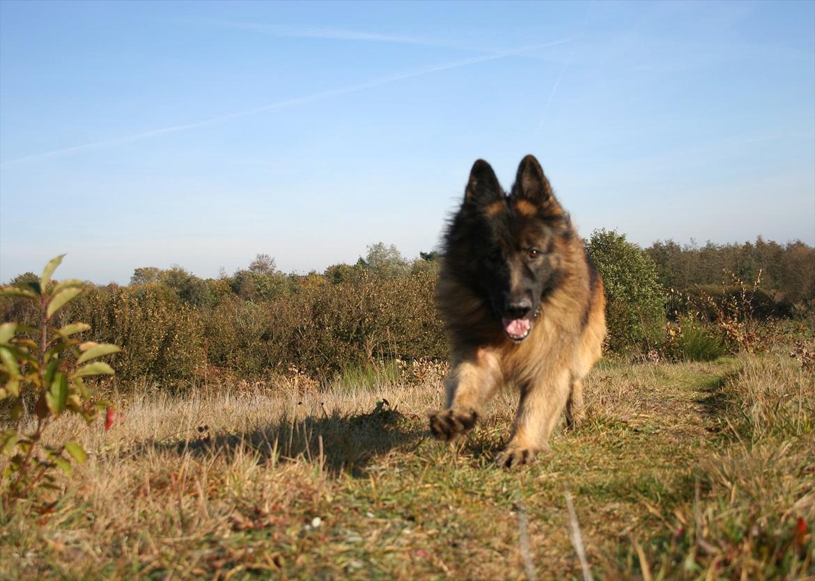 Schæferhund Perruchons Nemo - Fotograf: Marie Holm
Fotoshoot på heden 22-10-2011. billede 10
