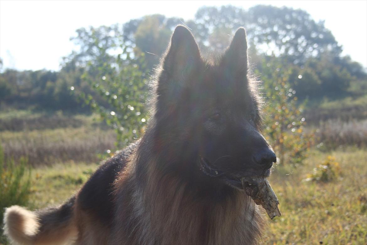 Schæferhund Perruchons Nemo - Fotograf: Benedicte Perruchon
Fotoshoot på heden 22-10-2011. billede 11