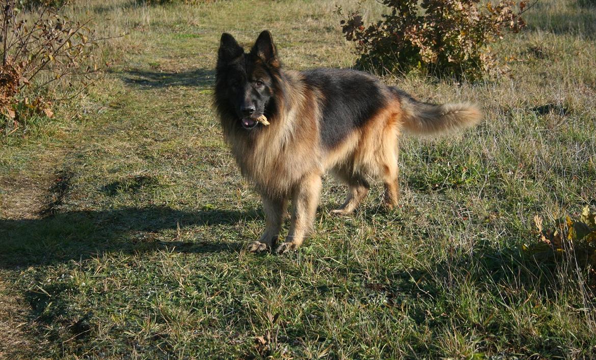 Schæferhund Perruchons Nemo - Fotograf: Marie Holm
Fotoshoot på heden 22-10-2011. billede 12