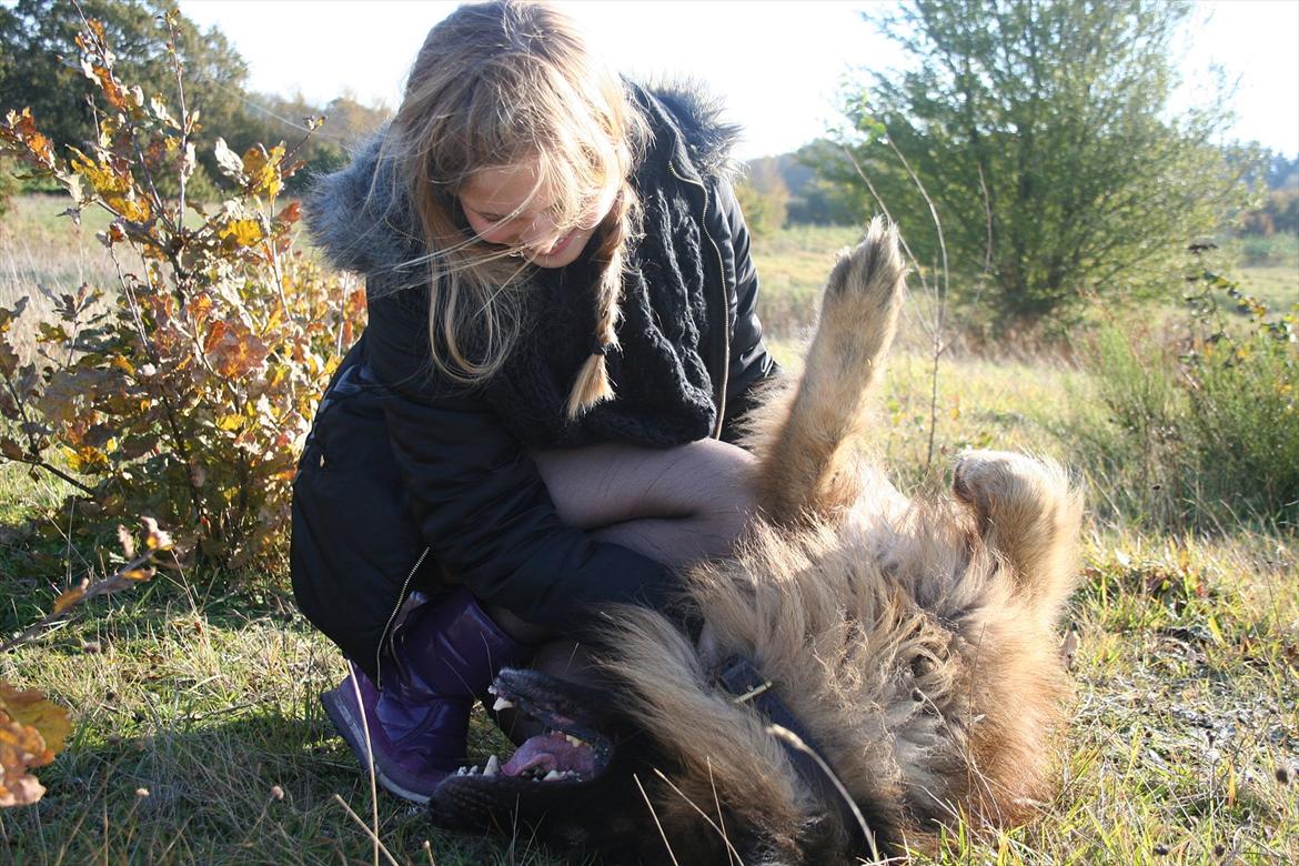 Schæferhund Perruchons Nemo - Fotograf: Marie Holm
Fotoshoot på heden 22-10-2011.
På billedet ses også Benedicte Perruchon. billede 13
