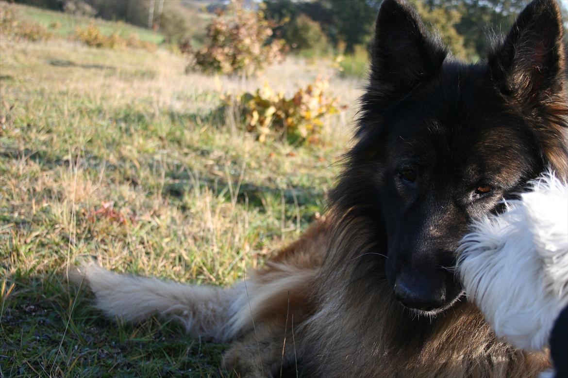 Schæferhund Perruchons Nemo - Fotograf: Marie Holm
Fotoshoot på heden 22-10-2011. billede 14