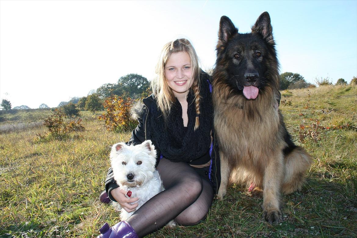 Schæferhund Perruchons Nemo - Fotograf: Marie Holm
Fotoshoot på heden 22-10-2011.
På billedet ses også Benedicte Perruchon og Mille. billede 15