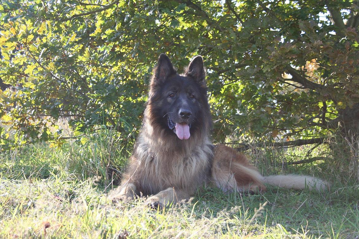 Schæferhund Perruchons Nemo - Fotograf: Benedicte Perruchon
Fotoshoot på heden 22-10-2011. billede 16
