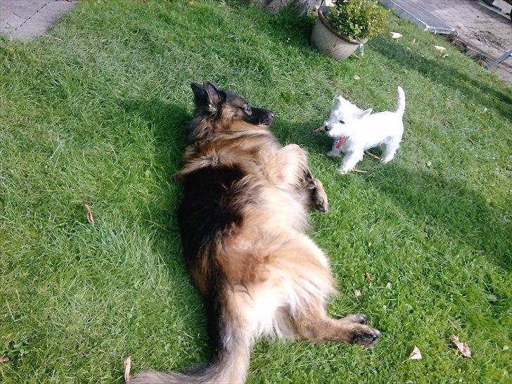 Schæferhund Perruchons Nemo - Fotograf: Benedicte Perruchon
Hjemme i  baghaven. billede 17