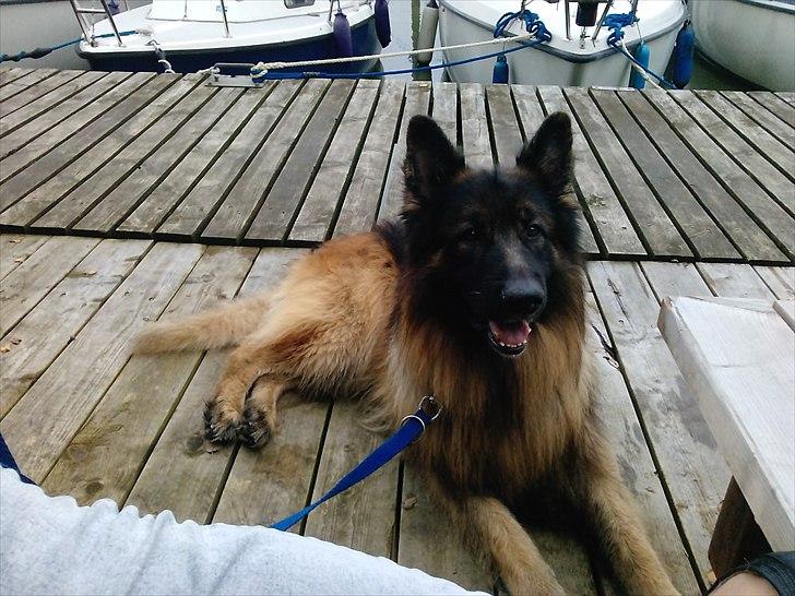 Schæferhund Perruchons Nemo - Fotograf: Benedicte Perruchon
På sejltur. billede 18