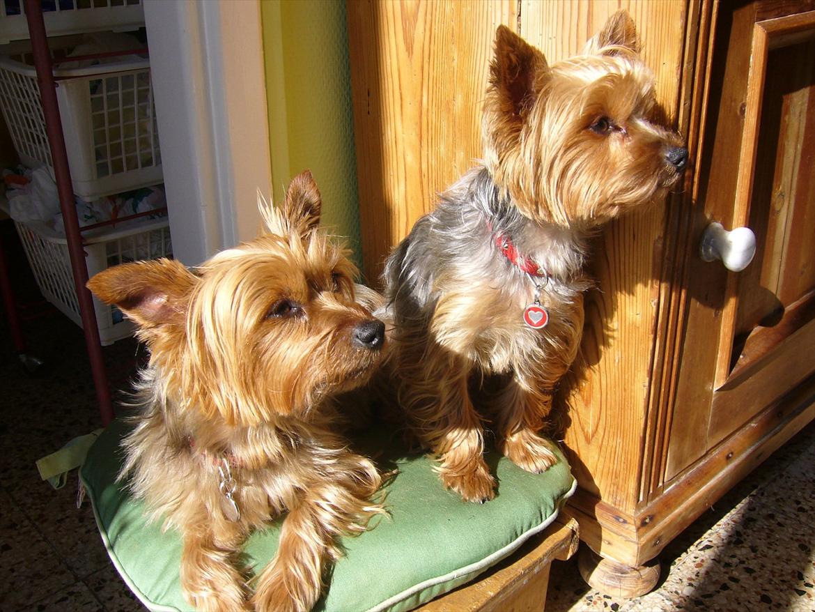 Yorkshire terrier Fifi billede 14