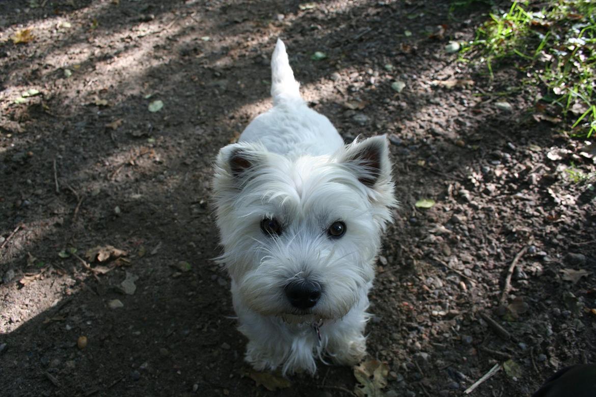 West highland white terrier Holms Mille - Fotograf: Marie Holm
Fotoshoot på heden 22-10-2011 billede 1