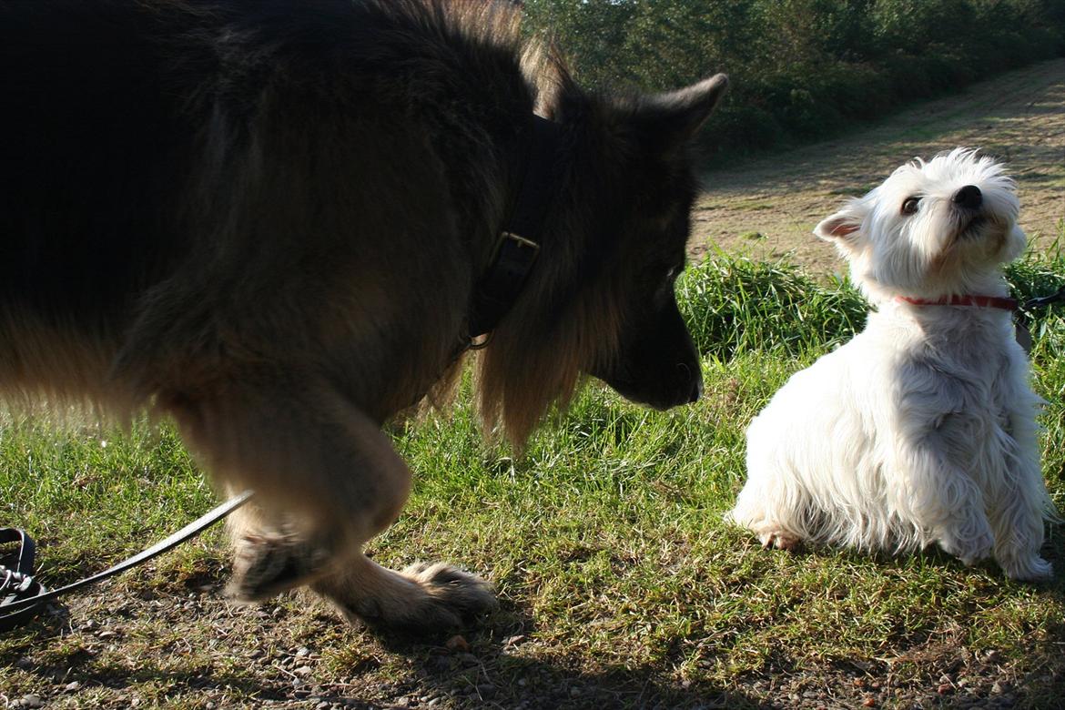 West highland white terrier Holms Mille - Fotograf: Marie Holm
Fotoshoot på heden 22-10-2011
På billedet ses også Nemo (mille og nemo leger) billede 4