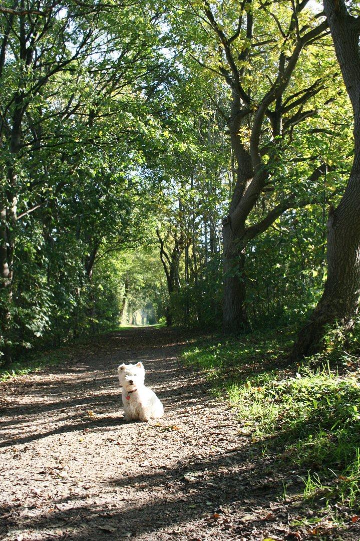 West highland white terrier Holms Mille - Fotograf: Marie Holm
Fotoshoot på heden 22-10-2011 billede 5