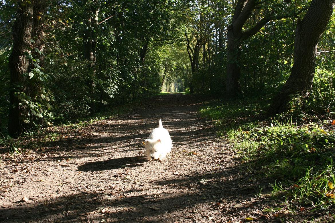 West highland white terrier Holms Mille - Fotograf: Marie Holm
Fotoshoot på heden 22-10-2011 billede 6