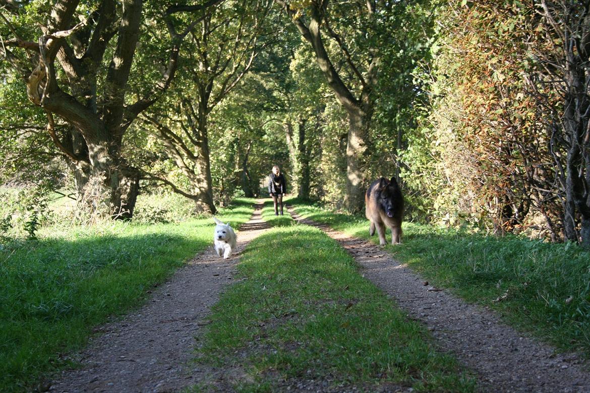 West highland white terrier Holms Mille - Fotograf: Marie Holm
Fotoshoot på heden 22-10-2011 billede 7