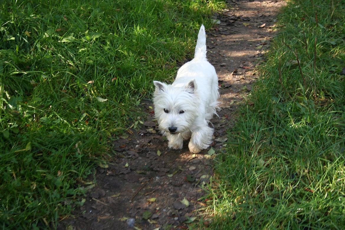 West highland white terrier Holms Mille - Fotograf: Marie Holm
Fotoshoot på heden 22-10-2011 billede 8