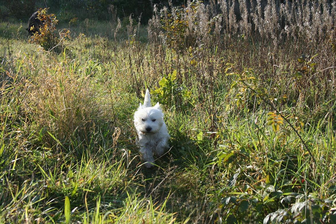 West highland white terrier Holms Mille - Fotograf: Marie Holm
Fotoshoot på heden 22-10-2011 billede 9