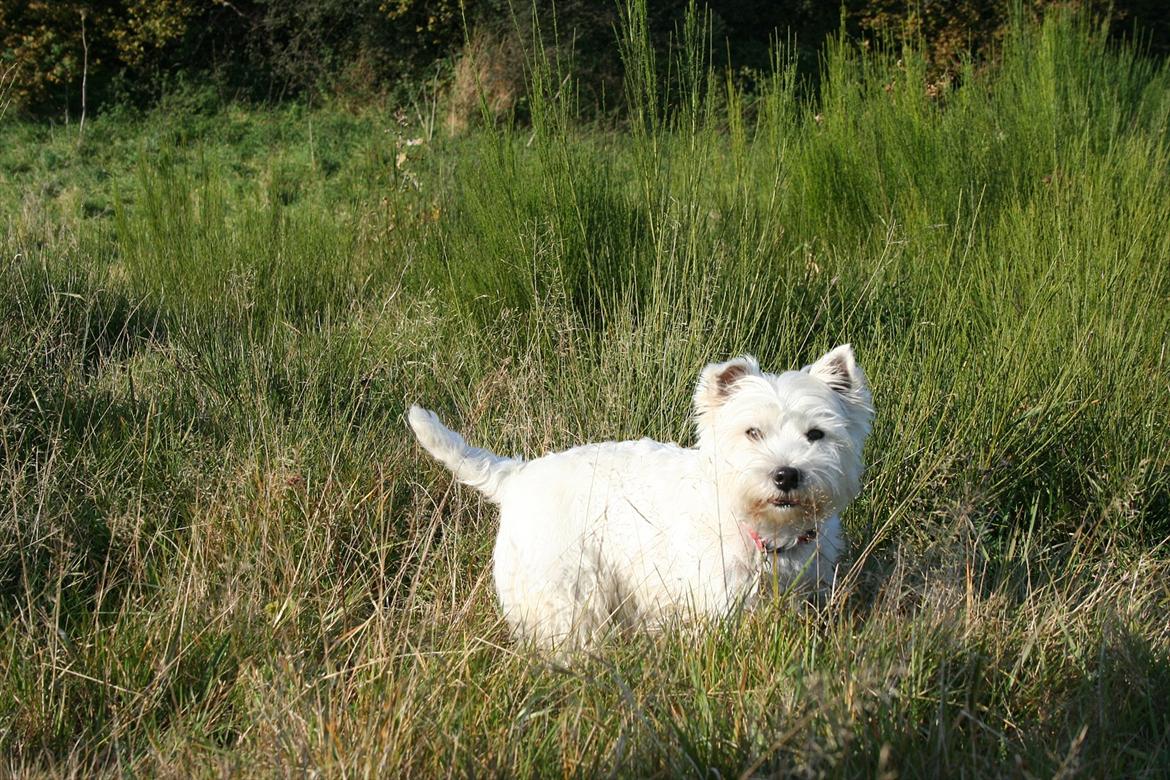 West highland white terrier Holms Mille - Fotograf: Marie Holm
Fotoshoot på heden 22-10-2011 billede 10