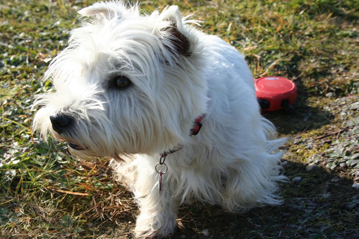 West highland white terrier Holms Mille - Fotograf: Marie Holm
Fotoshoot på heden 22-10-2011 billede 12