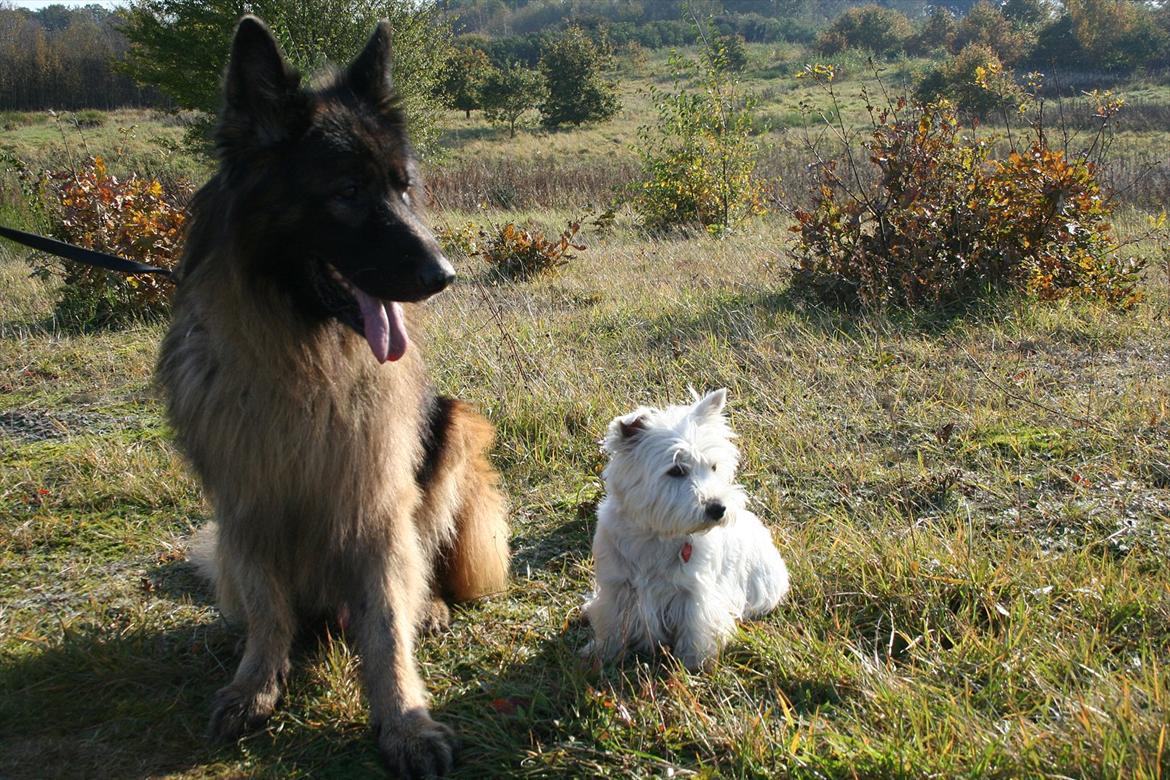 West highland white terrier Holms Mille - Fotograf: Marie Holm
Fotoshoot på heden 22-10-2011 billede 13