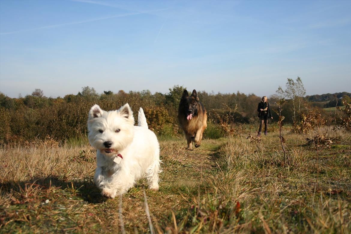 West highland white terrier Holms Mille - Fotograf: Marie Holm
Fotoshoot på heden 22-10-2011 billede 14