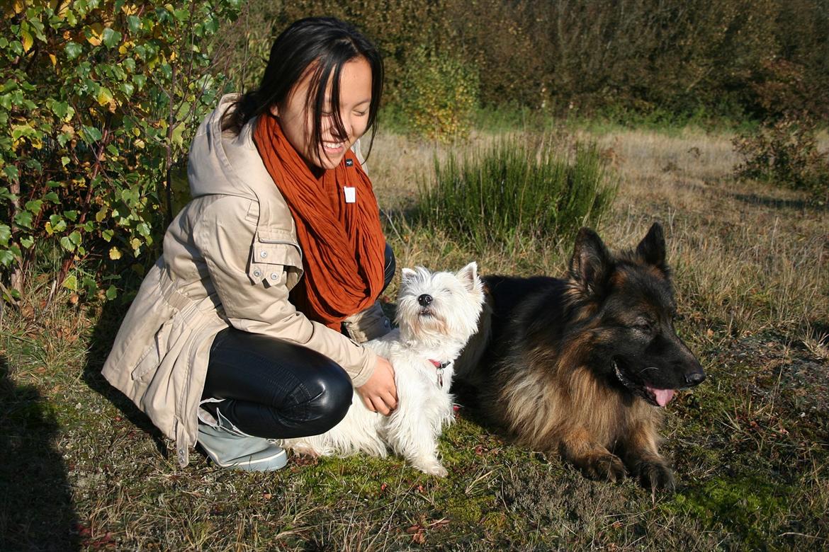 West highland white terrier Holms Mille - Fotograf: Benedicte Perruchon
Fotoshoot på heden 22-10-2011
På billedet ses også Marie Holm og Nemo. billede 15