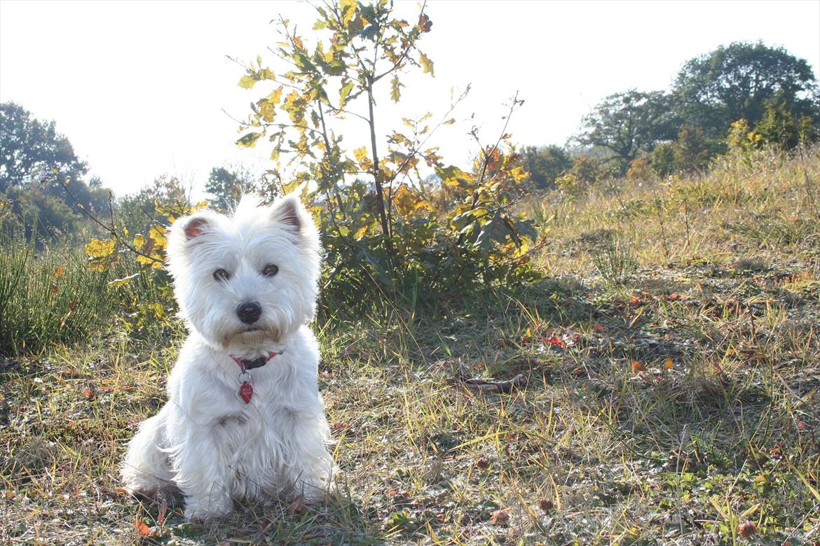 West highland white terrier Holms Mille - Fotograf: Marie Holm
Fotoshoot på heden 22-10-2011 billede 16