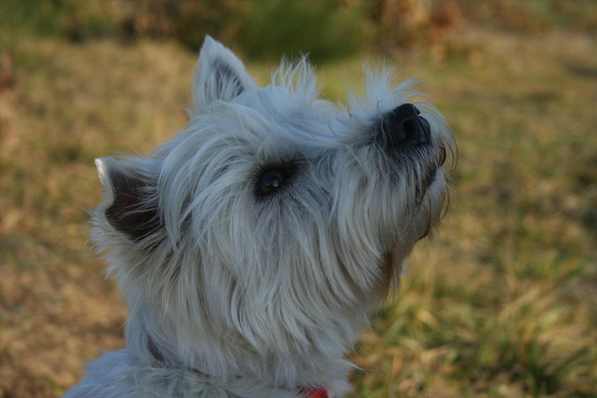 West highland white terrier Holms Mille - Fotograf: Benedicte Perruchon
Fotoshoot på heden 22-10-2011 billede 17