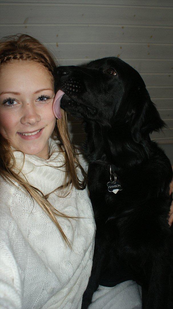 Hovawart Samson <3 - myyyyyyys <3 billede 13