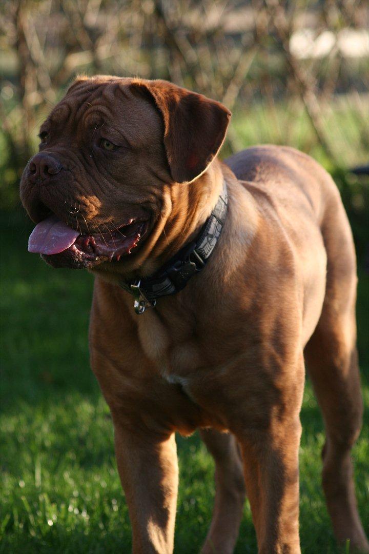 Dogue de bordeaux Estephé's Cookies N' Cream Chesto - 8 måneder billede 4