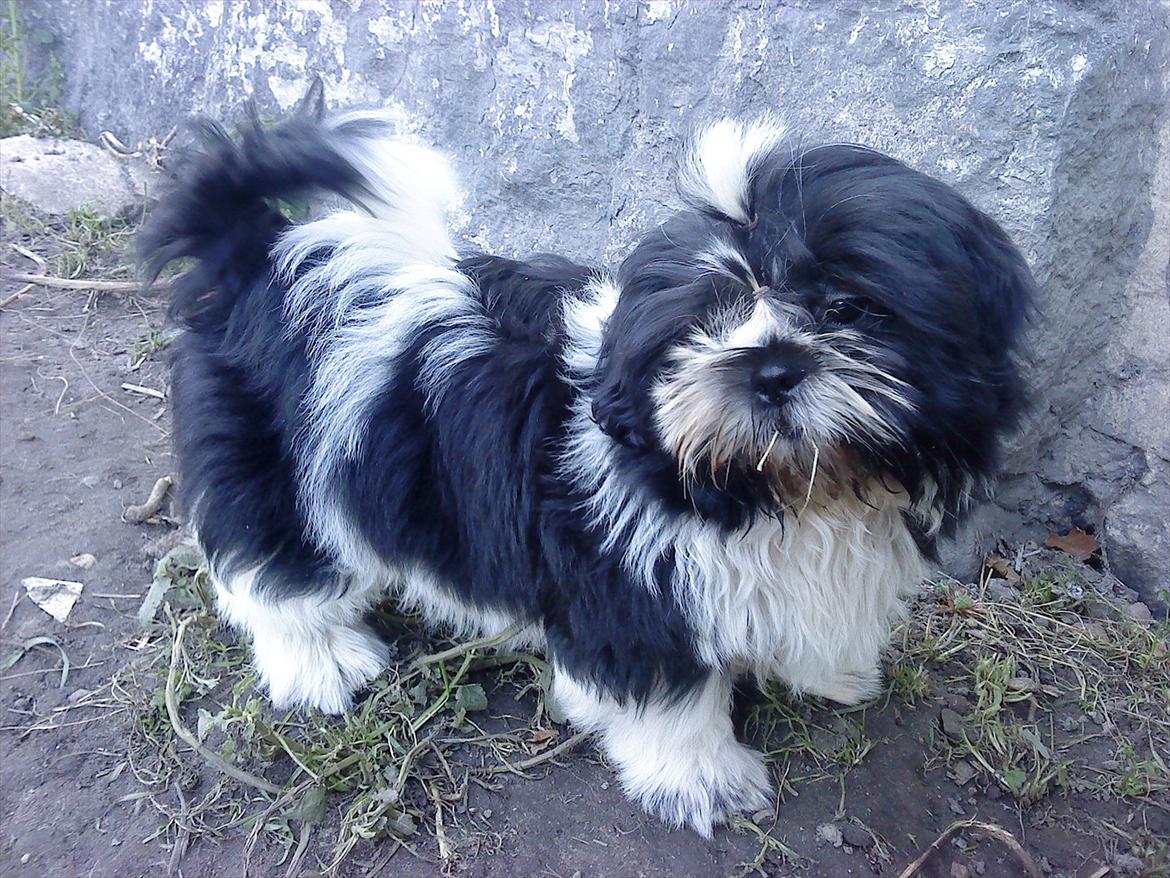 Shih tzu Flindt´s Born To Beauty (Bumle) - Oktober 2011 billede 8