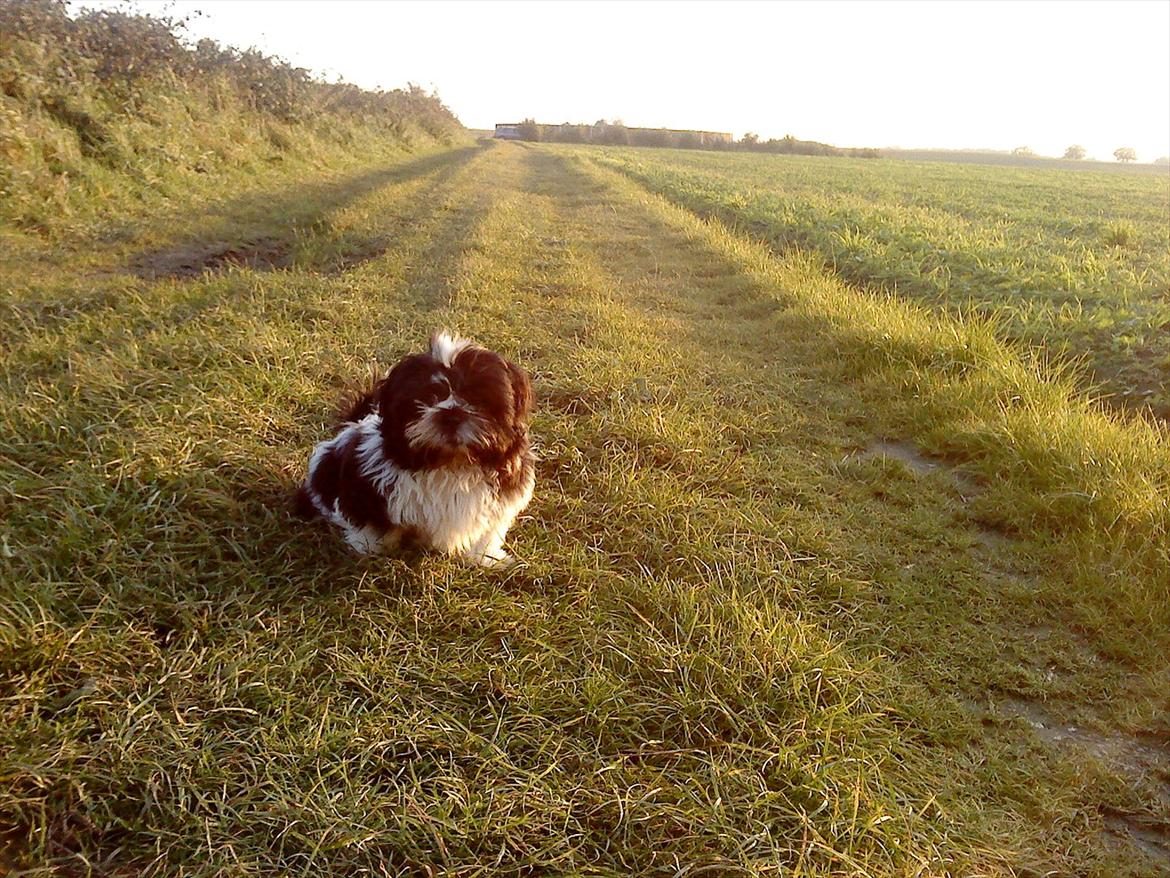Shih tzu Flindt´s Born To Beauty (Bumle) - Oktober 2011 billede 11