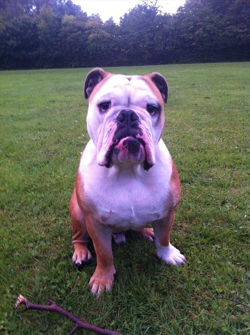 Engelsk bulldog Louis billede 7