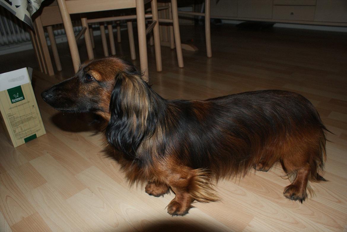 Dværggravhund Boris billede 1