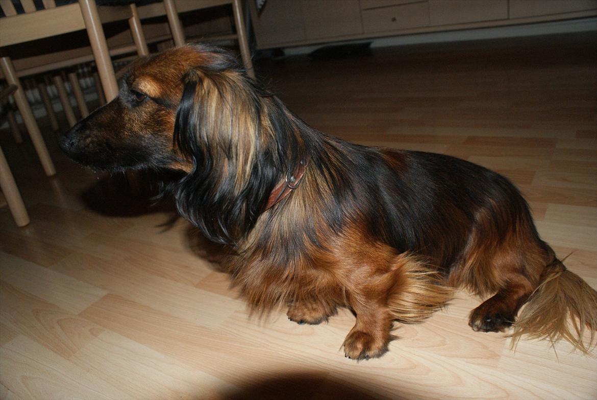 Dværggravhund Boris billede 13