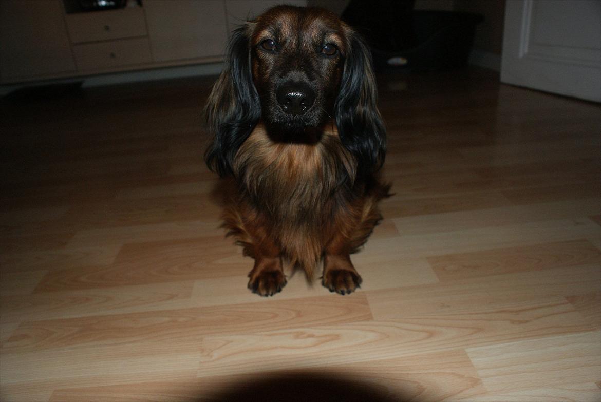 Dværggravhund Boris billede 14