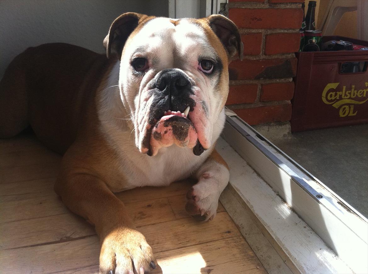 Engelsk bulldog Louis billede 5