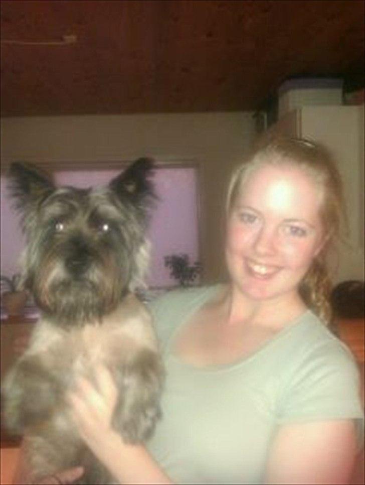 Cairn terrier .•:*¨¨*:•.Olli.•:*¨¨*:• billede 12