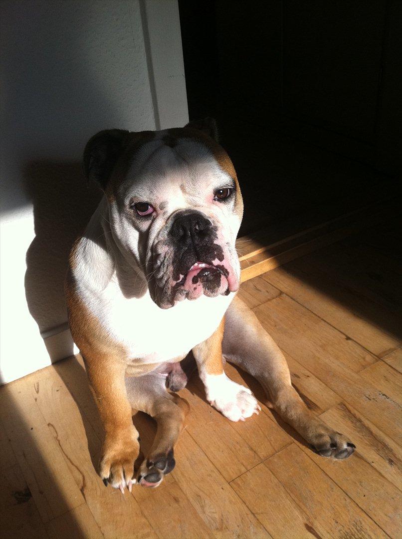 Engelsk bulldog Louis billede 8