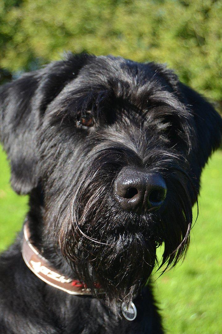 Riesenschnauzer  Doolittle's Odin - Fotografen: Ida Jensen. billede 15