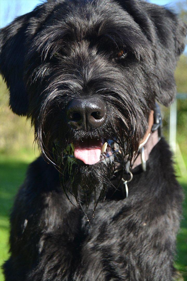 Riesenschnauzer  Doolittle's Odin - Velkommen til Odins profil! :-).
Fotografen: Ida Jensen billede 1