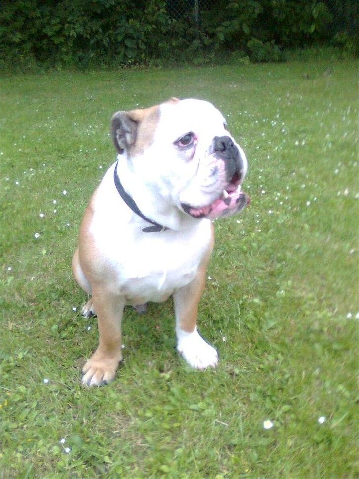 Engelsk bulldog Louis billede 9