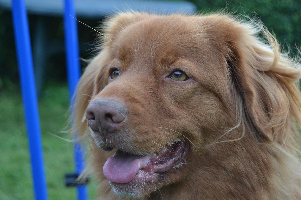 Nova scotia duck tolling retriever charlie - 4) Min lille supermodel!<3 billede 5