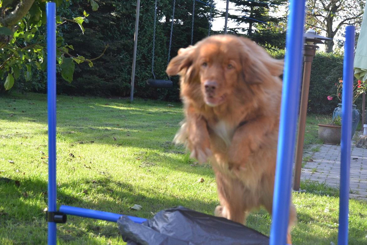 Nova scotia duck tolling retriever charlie - Charlie springer min hjemmelavede VANDGRAV!<3 billede 18