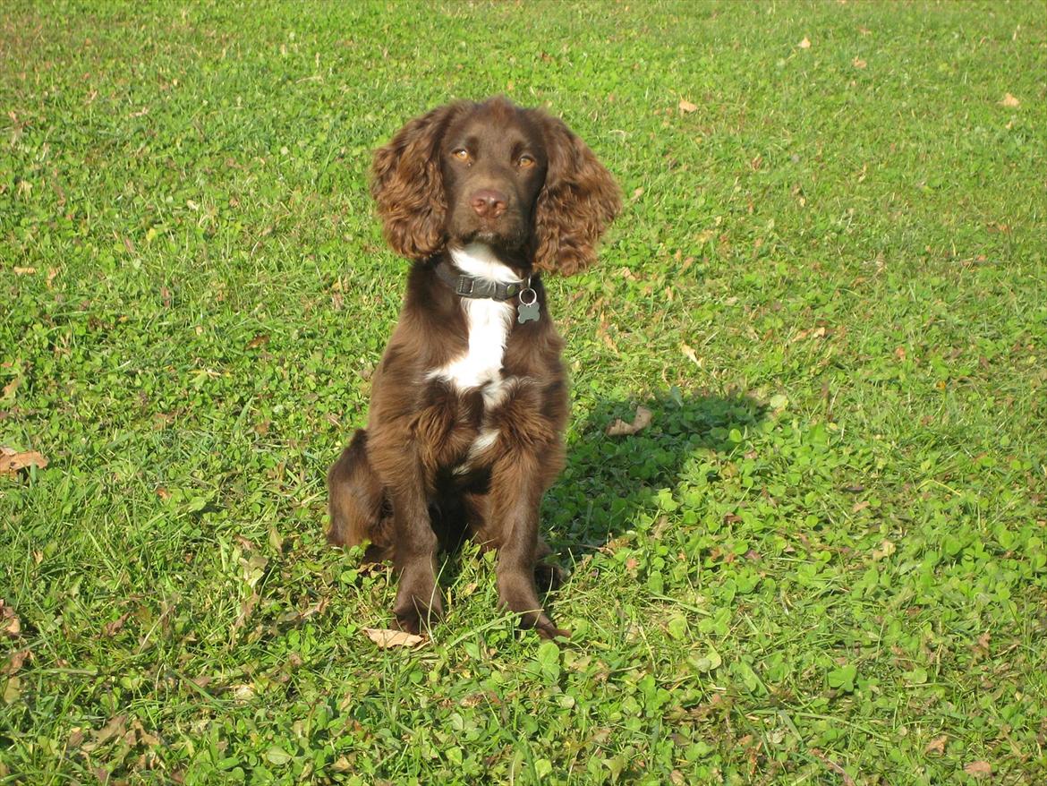 Field Trial Cockerspaniel Choko - Choko 24 uger (5 ½ måned) billede 14