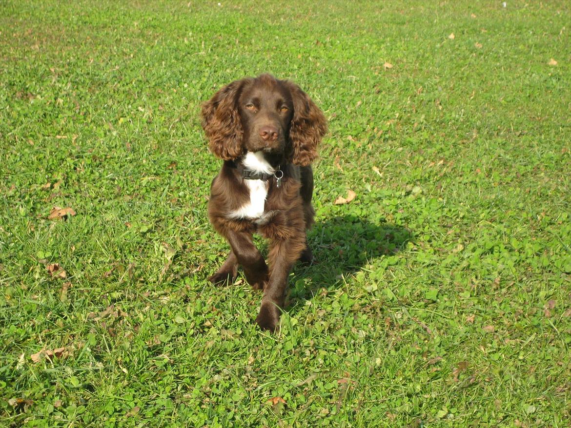 Field Trial Cockerspaniel Choko - Choko 5 ½ måned billede 15