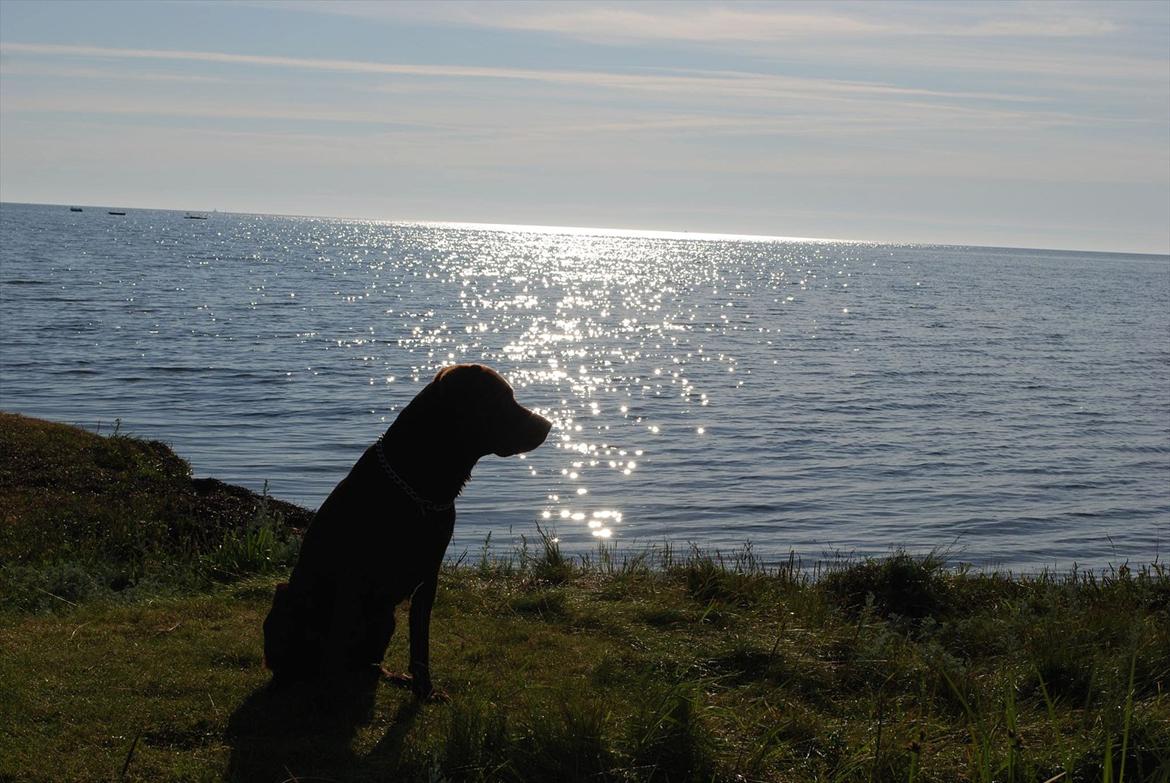 Labrador retriever §§§ Bamse billede 1