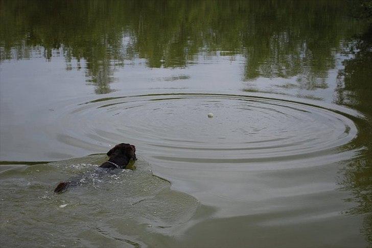 Labrador retriever §§§ Bamse billede 2