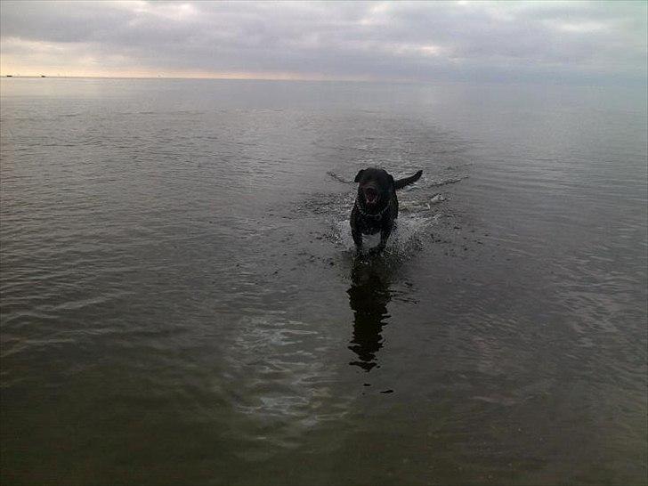 Labrador retriever §§§ Bamse billede 3