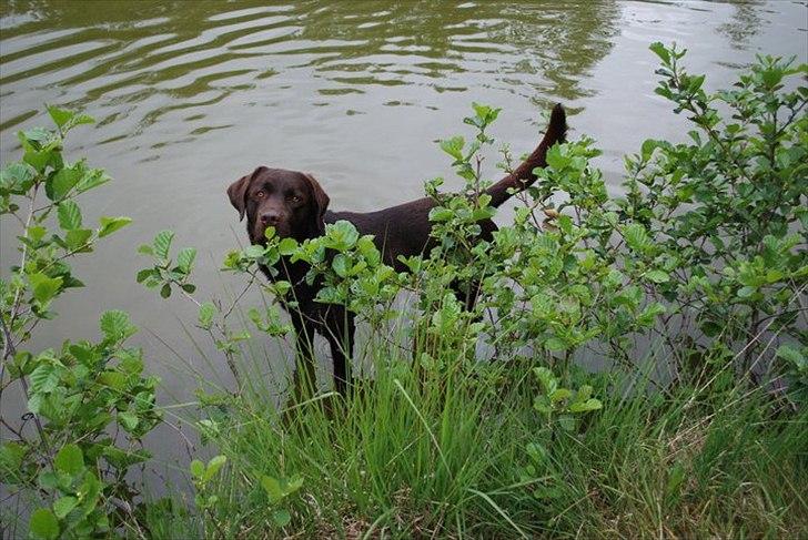Labrador retriever §§§ Bamse billede 4